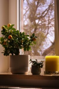 How to Refresh Your Home with Plants: A Simple Guide